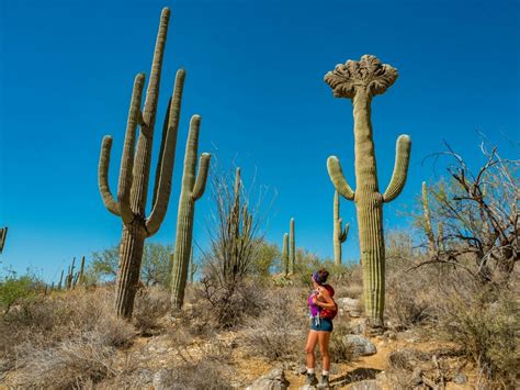 The ultimate 1-day Saguaro National Park itinerary: 14 best hikes ...