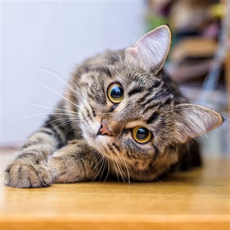 Epilepsy in Cats - Causes & Symptoms