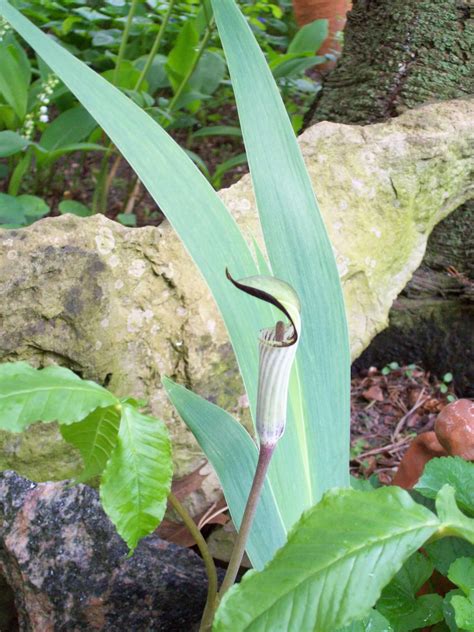 Jack-In-The-Pulpit: A Beautiful Flower With A Weird Name • Insteading