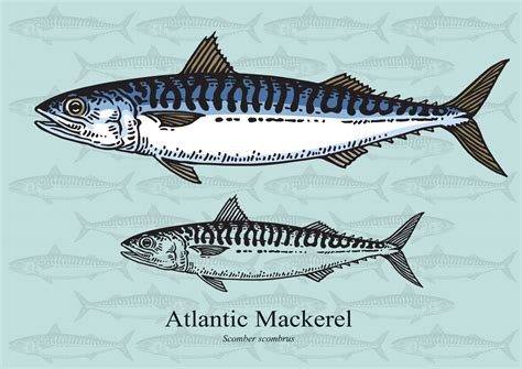 Atlantic Mackerel Facts & Information Guide - American Oceans