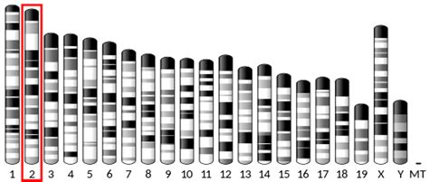 MED19 - Wikipedia