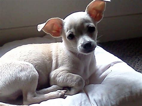 White Chihuahuas - I Love My Chi