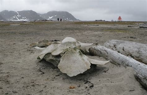 Bowhead whale skull | At the site of the abandoned whaling s… | Flickr