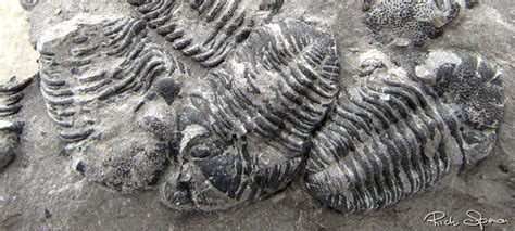 Our Fossils – Penn Dixie Fossil Park & Nature Reserve