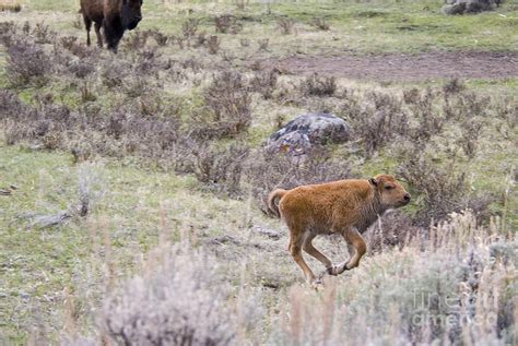 American Bison Calf Running Photograph by William H. Mullins