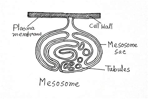 Structure and Function of a Typical Bacterial Cell with Diagram