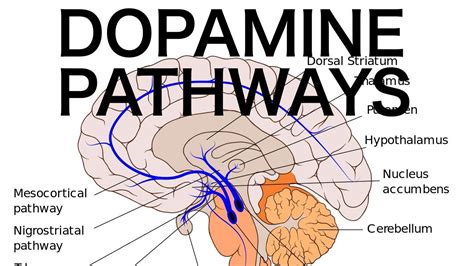 Dopamine Pathways Diagram - Jule im Ausland