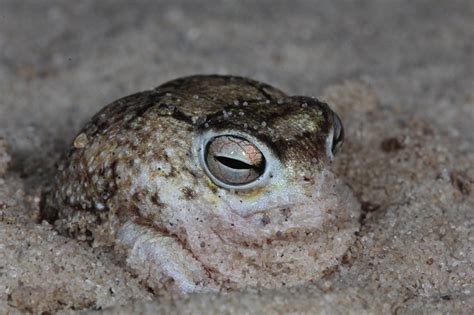 Desert Rain Frog (Breviceps macrops) | BDI
