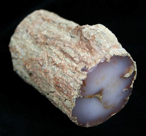 Petrified Wood (Chalcedony) From Nevada For Sale (#1830) - FossilEra.com