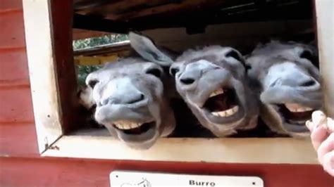 Funny Donkey Faces