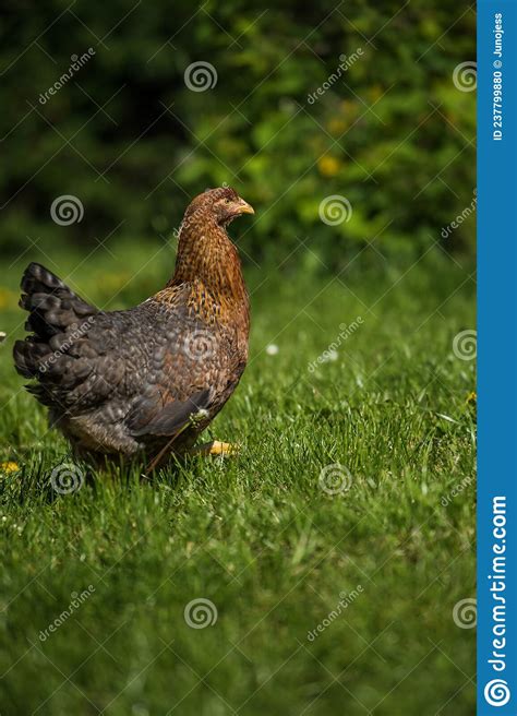 Bielefelder Hen in Nature Background Stock Photo - Image of farmyard ...