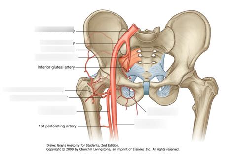 Block 3 - LSN 26 - Hip arteries Diagram | Quizlet