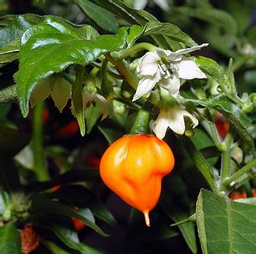 Habanero - Wikiwand