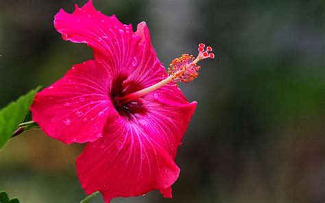 wallpapers: Pink Hibiscus Flower Wallpapers