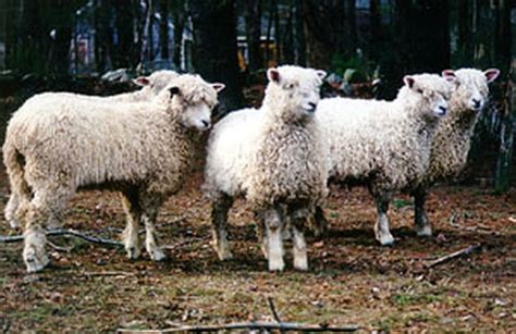 Cotswold Sheep Breed Information, History & Facts - RaisingSheep.net