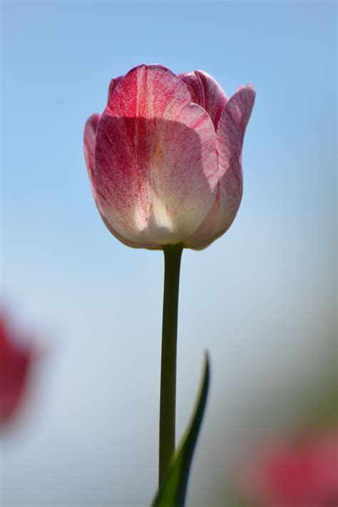 Free Images : blossom, flower, petal, tulip, red, pink, flora, close up, holland, poppy, tulips ...