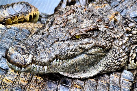 Siamese Crocodile in Tonlé Sap Lake in Phnom Penh, Cambodia - Encircle Photos