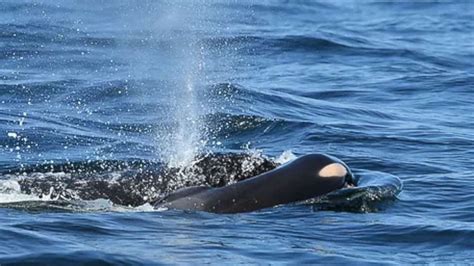 Orca whale carries dead calf for days as imperiled habitat makes ...