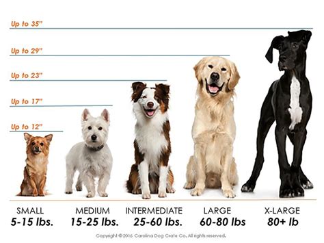 the average dogs are shown in this chart