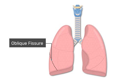 Lung Lobes and Fissures | GetBodySmart