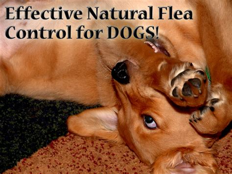 How to Treat Your Dog's Flea Infestation Naturally | HubPages