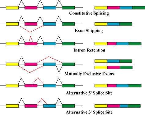 Discoveries of split genes