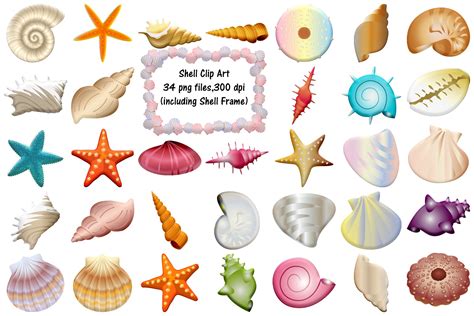 Summer Sea Shells Clip Art (564411) | Illustrations | Design Bundles