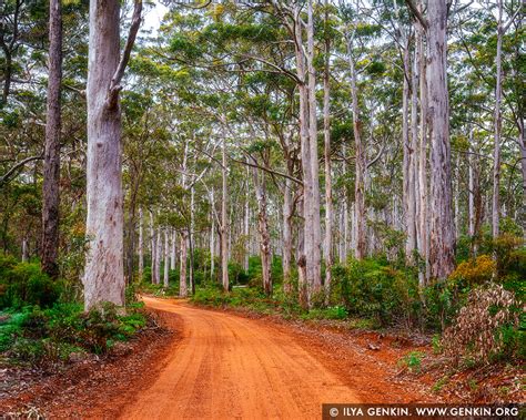 Boranup Karri Forest Image | Fine Art Landscape Photography | Ilya Genkin