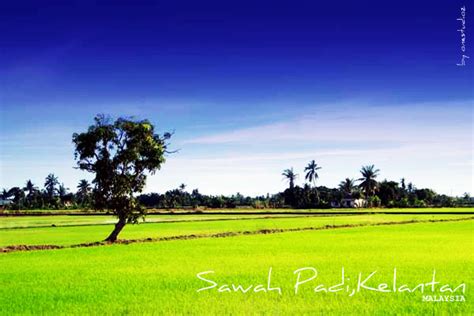 Sawah Padi by onestudioz on DeviantArt