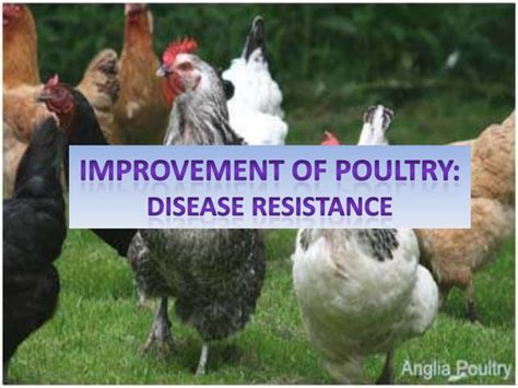 Diseases Among Layers & Broilers in India - Knowledge Day 2016 | PPT