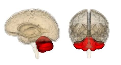 Cerebellar stroke: causes, symptoms, diagnosis, treatment methods, rehabilitation | Health 2024