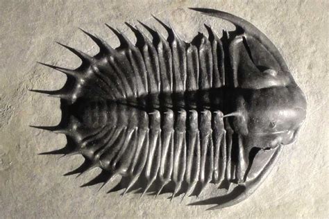 Phanerozoic Eon Facts: The Current Eon In The Geologic Time Scale