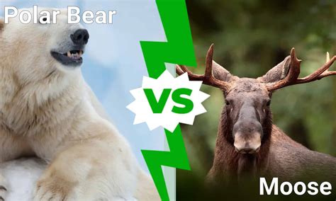 Polar Bear vs. Moose: Which Cold Weather Behemoth Would Win in a Fight? - A-Z Animals