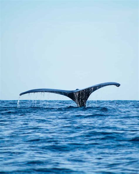 WHALE WATCHING AZORES - Everything you need to know