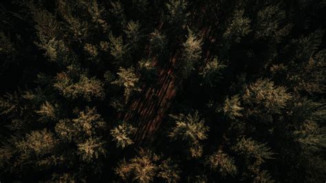 An Aerial Shot of Trees in a Forest · Free Stock Photo