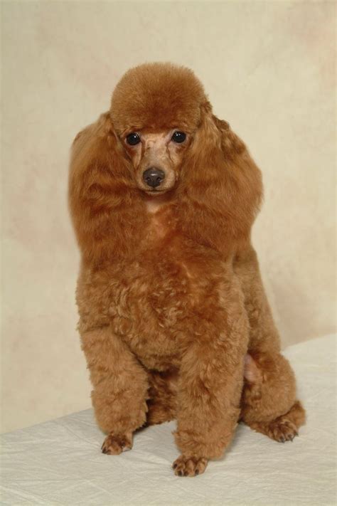 121 best images about Poodle Cuts, Clips, & Styles. on Pinterest ...