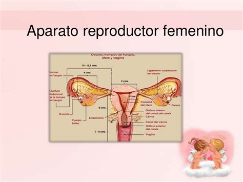 Aparato Reproductor Femenino Sistema Reproductor Femenino Aparato | Images and Photos finder