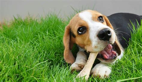 How to Potty Train a Beagle Puppy | Wag!