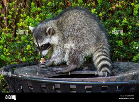 Raccoon garbage can hi-res stock photography and images - Alamy