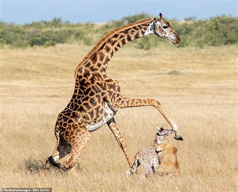 Gallant Act of a Giraffe Mother: Courageously Shielding Her Calf from a ...