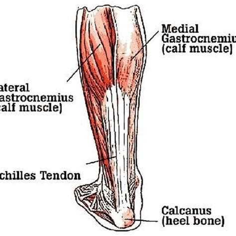 Symptoms of a Torn Achilles Tendon | Healthy Living