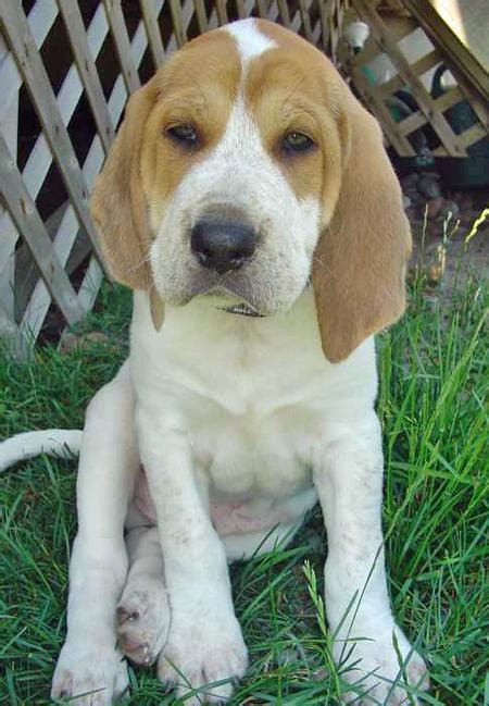 English Foxhound Puppies Images | Puppies Pictures Online