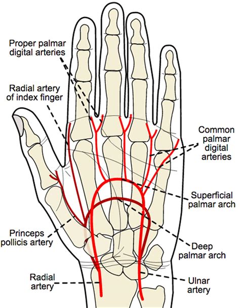 Blood Supply to Hand - Hand - Orthobullets