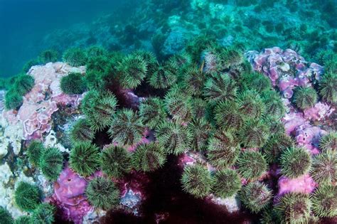 Team of researchers and educators support an effort to boost sea urchin farming in New England