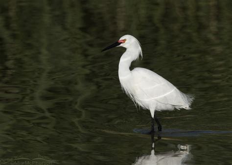 Snowy Egret in breeding plumage at Bear River Migratory Bird Refuge – Mia McPherson's On The ...