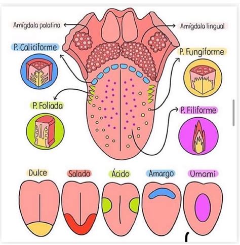 Pin af Angela María Carvajal på Enfermeria y Medicina | Bioanalytiker, Dibujo