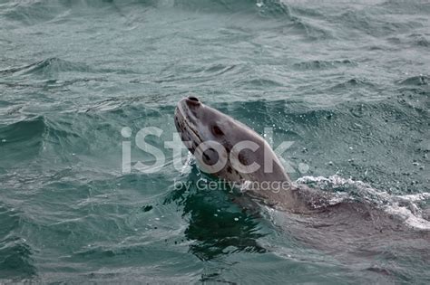 Leopard Seal In Antarctica Stock Photo | Royalty-Free | FreeImages