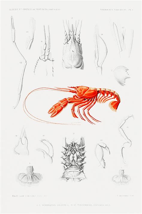 Scarlett clawed lobster anatomy poster