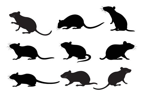 A set of Rat silhouette black color in different sitting and standing ...