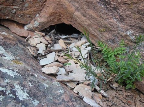 Small, brown wrens in Northern Colorado focus of researchers who hope ...